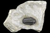 Detailed Gerastos Trilobite Fossil - Morocco #141668-1